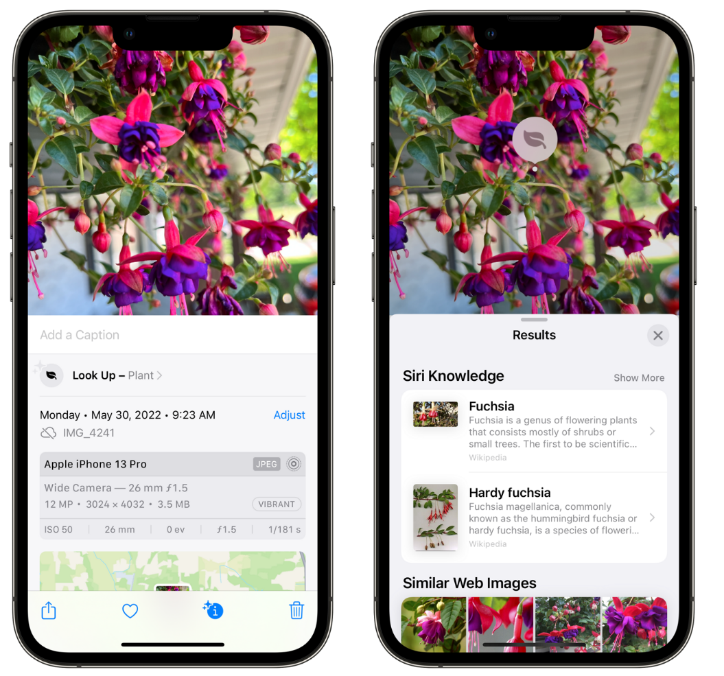 龙沙苹果手机维修分享小技巧：使用 iPhone 相机识别花卉植物 